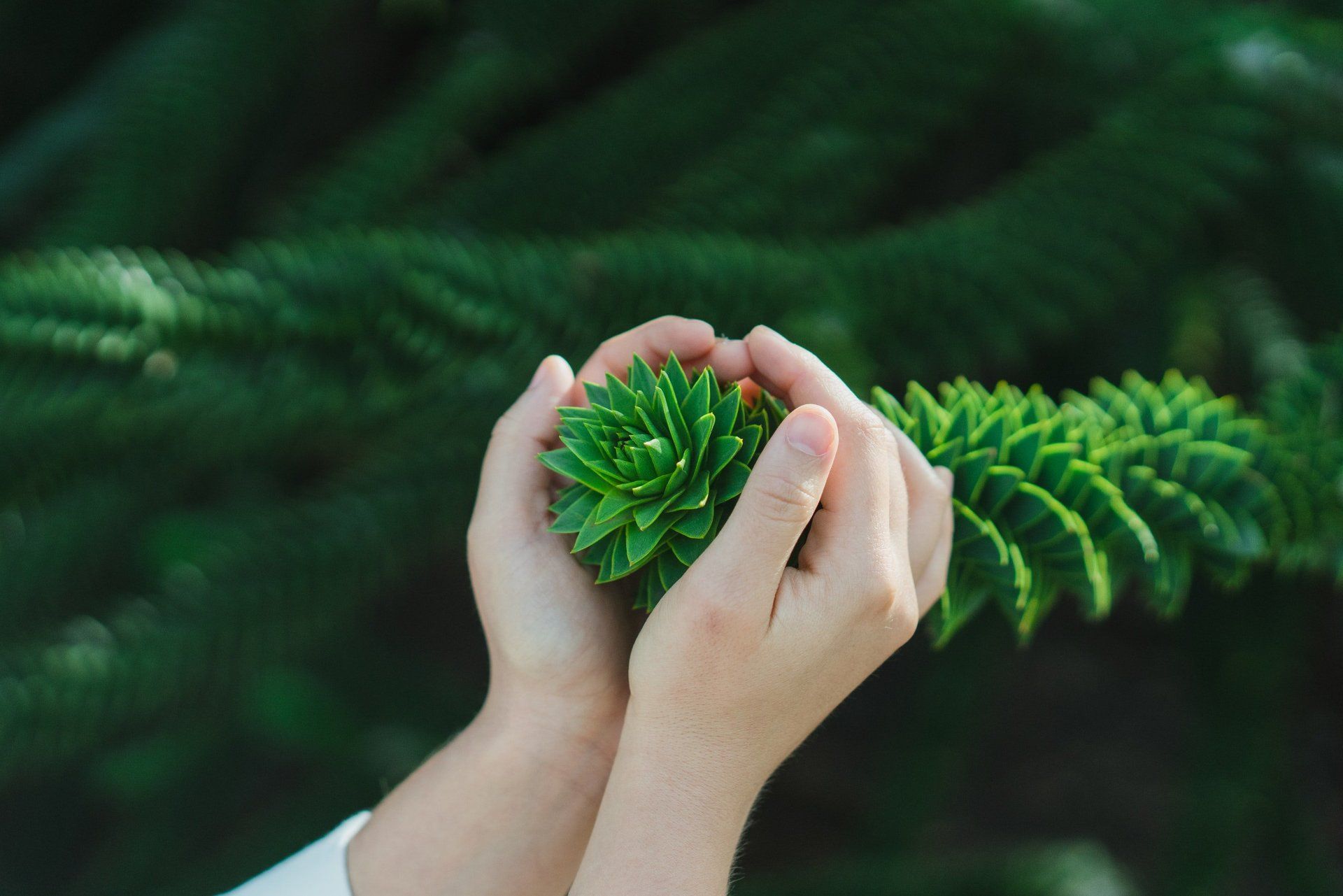 tree service minneapolis