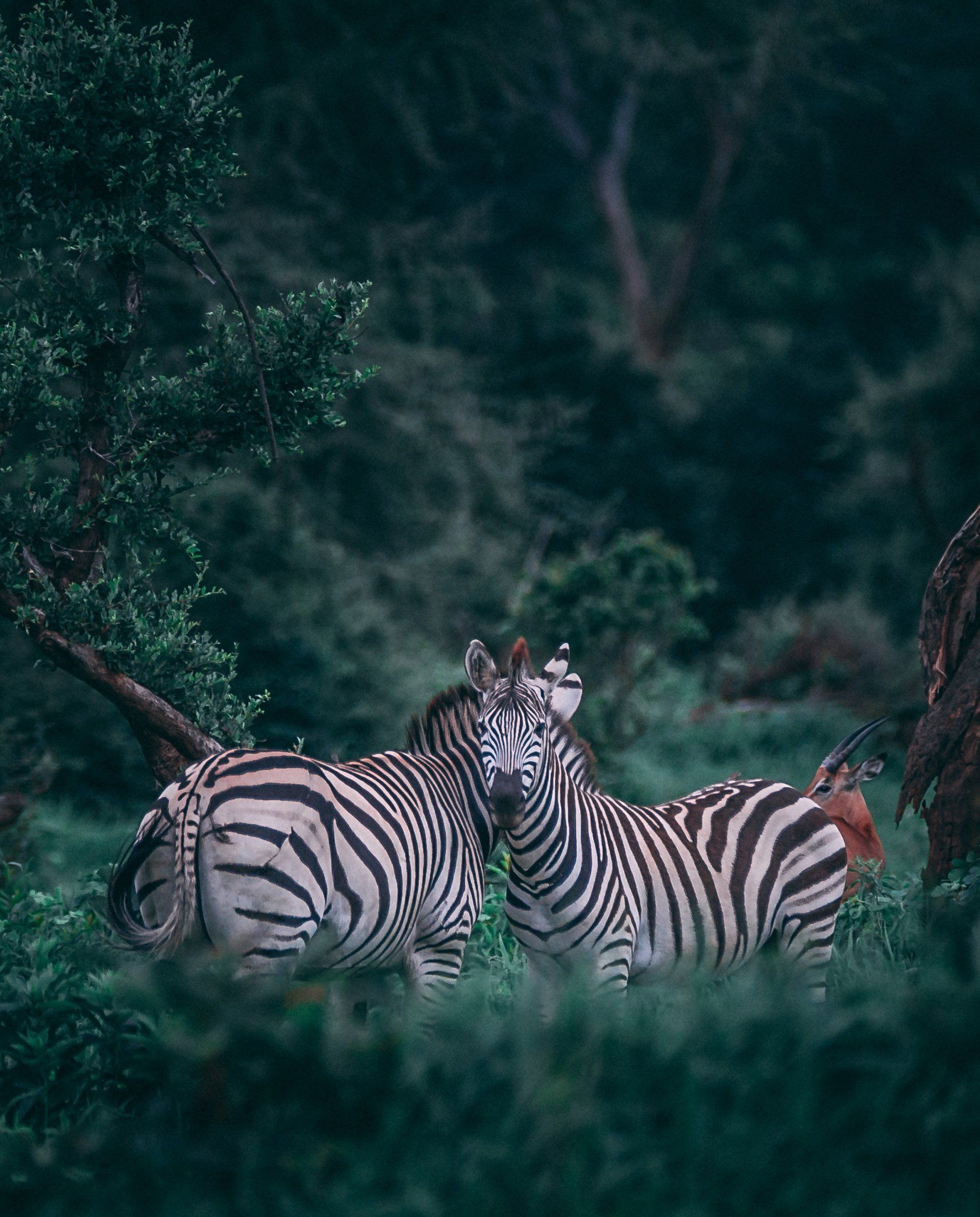 Two zebras are standing next to each other in the woods.