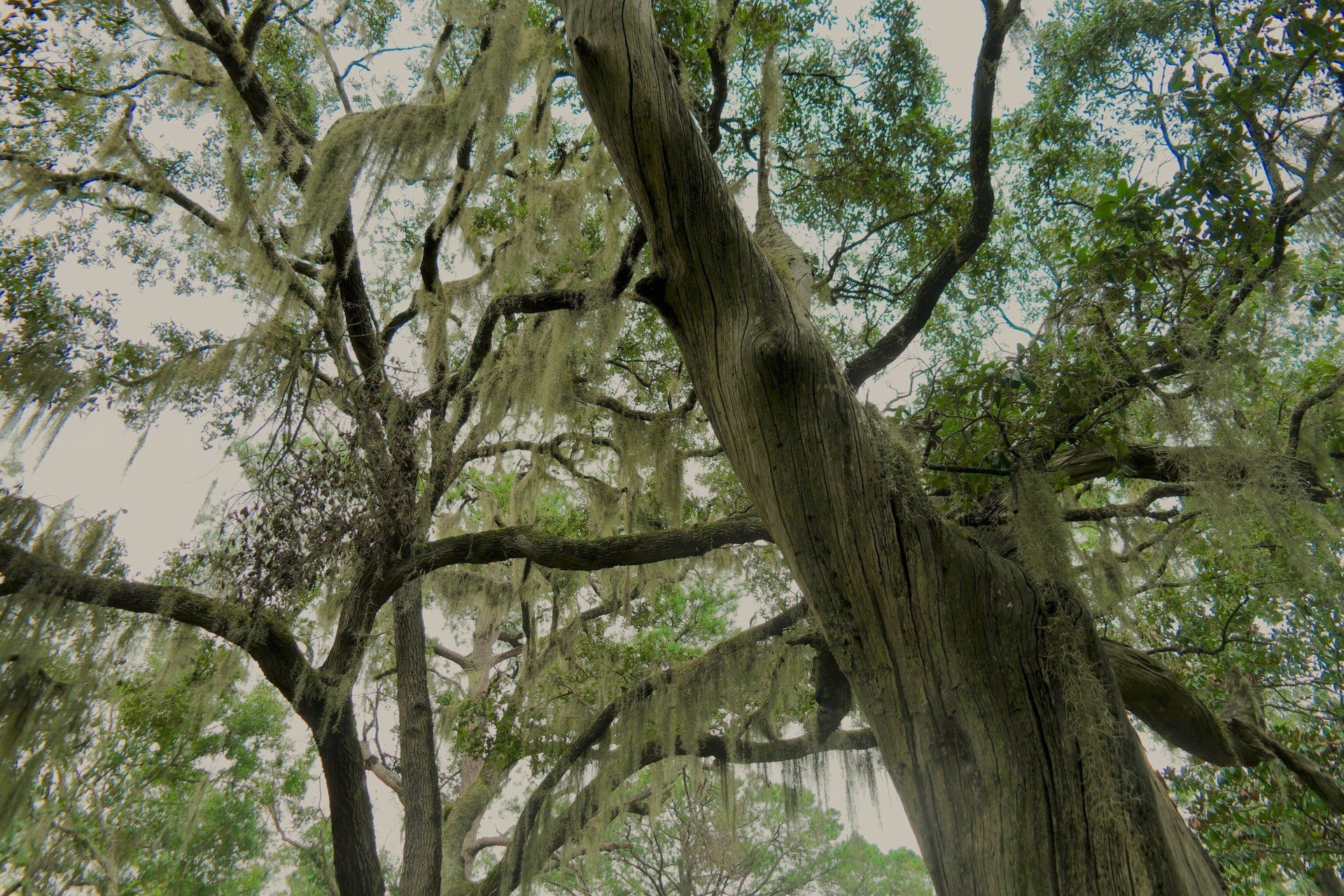 Looking up at a tree with spanish moss on it