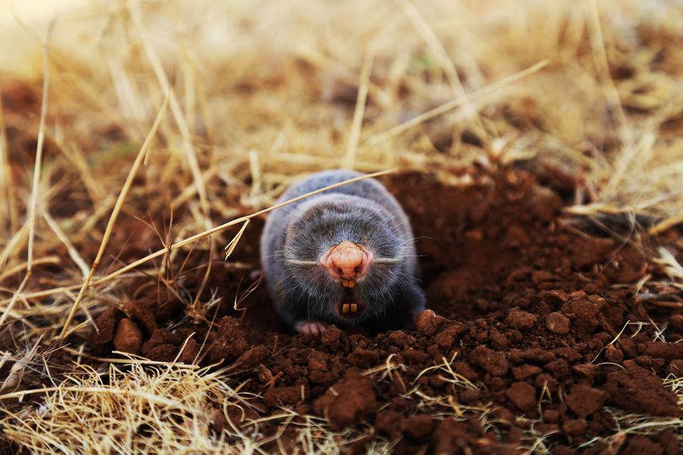 A Common Mole Near a Ground Hole