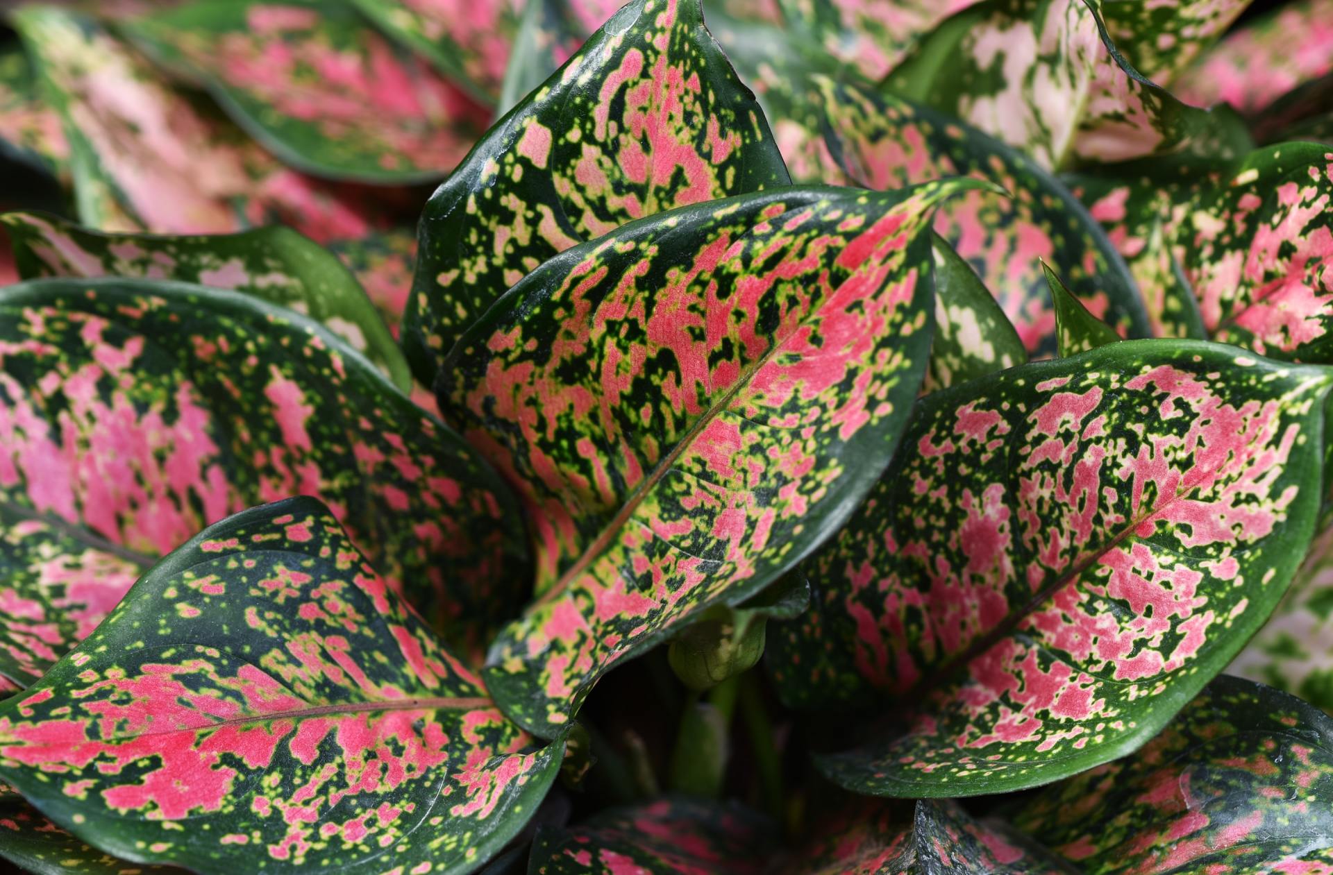 A close up of a plant with pink and green leaves.