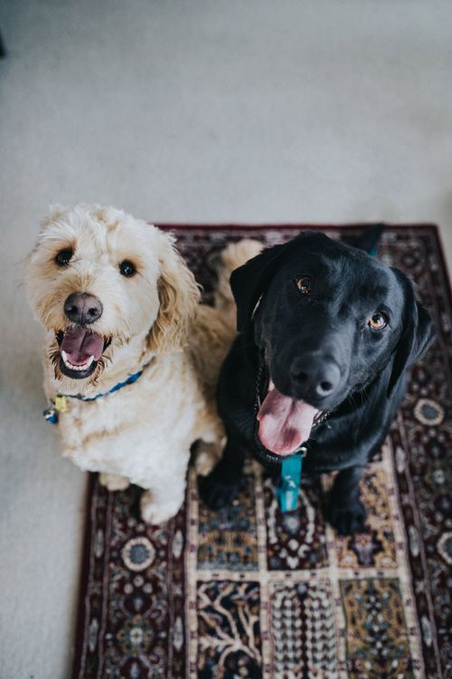 Pets in the home after pest control in Toowoomba