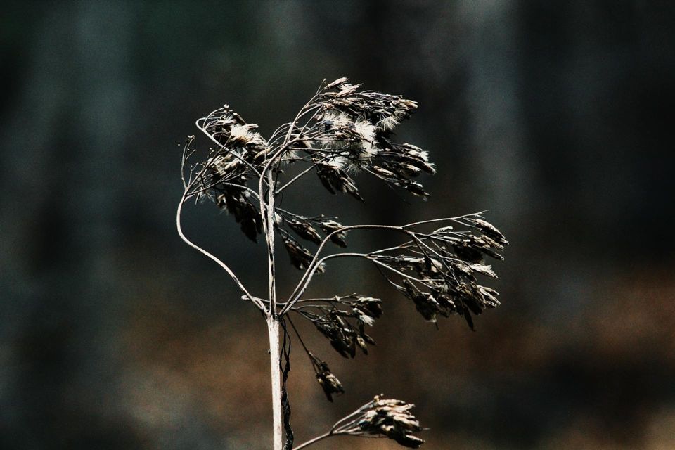 dead dry plant