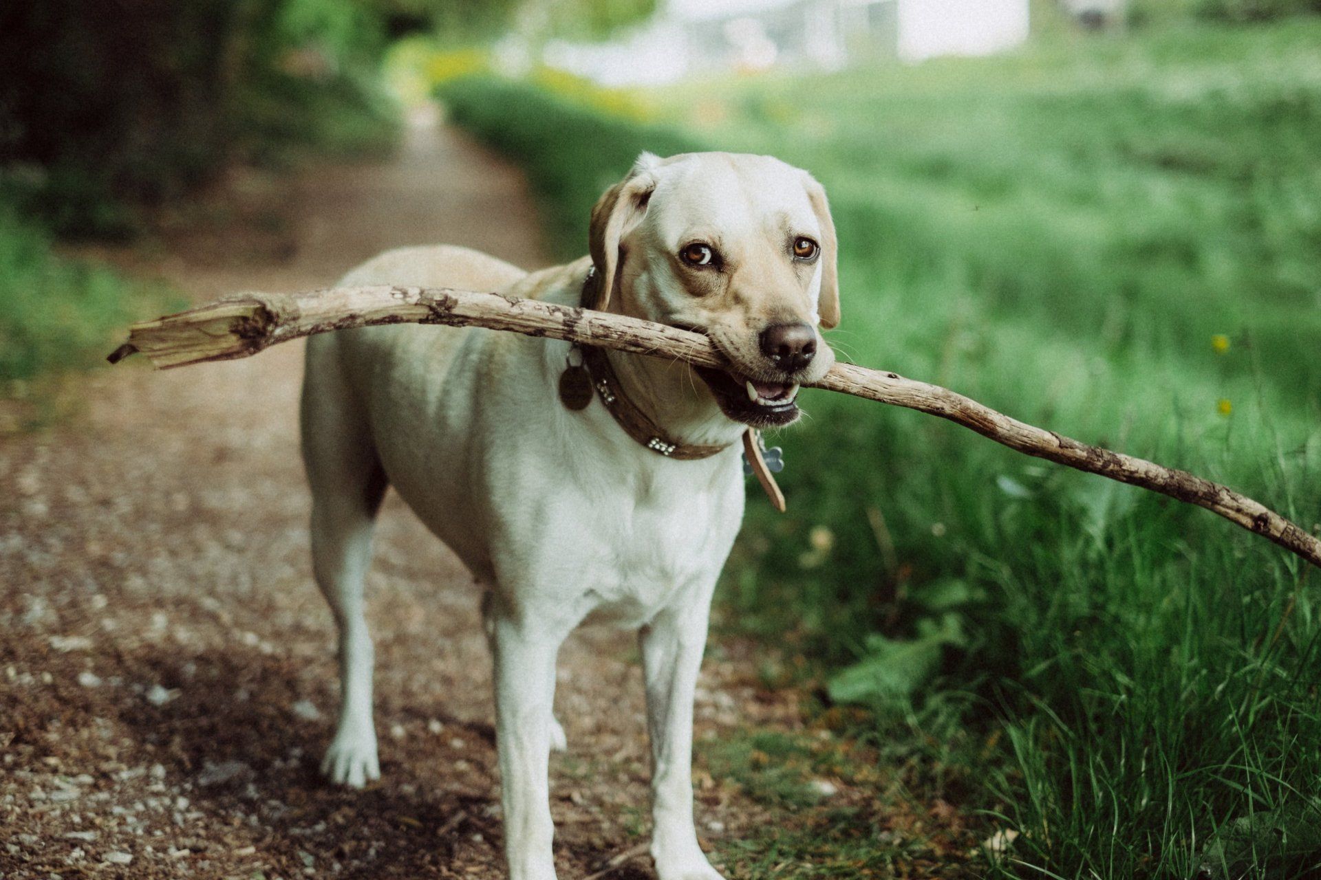 dog with large stick in mouth