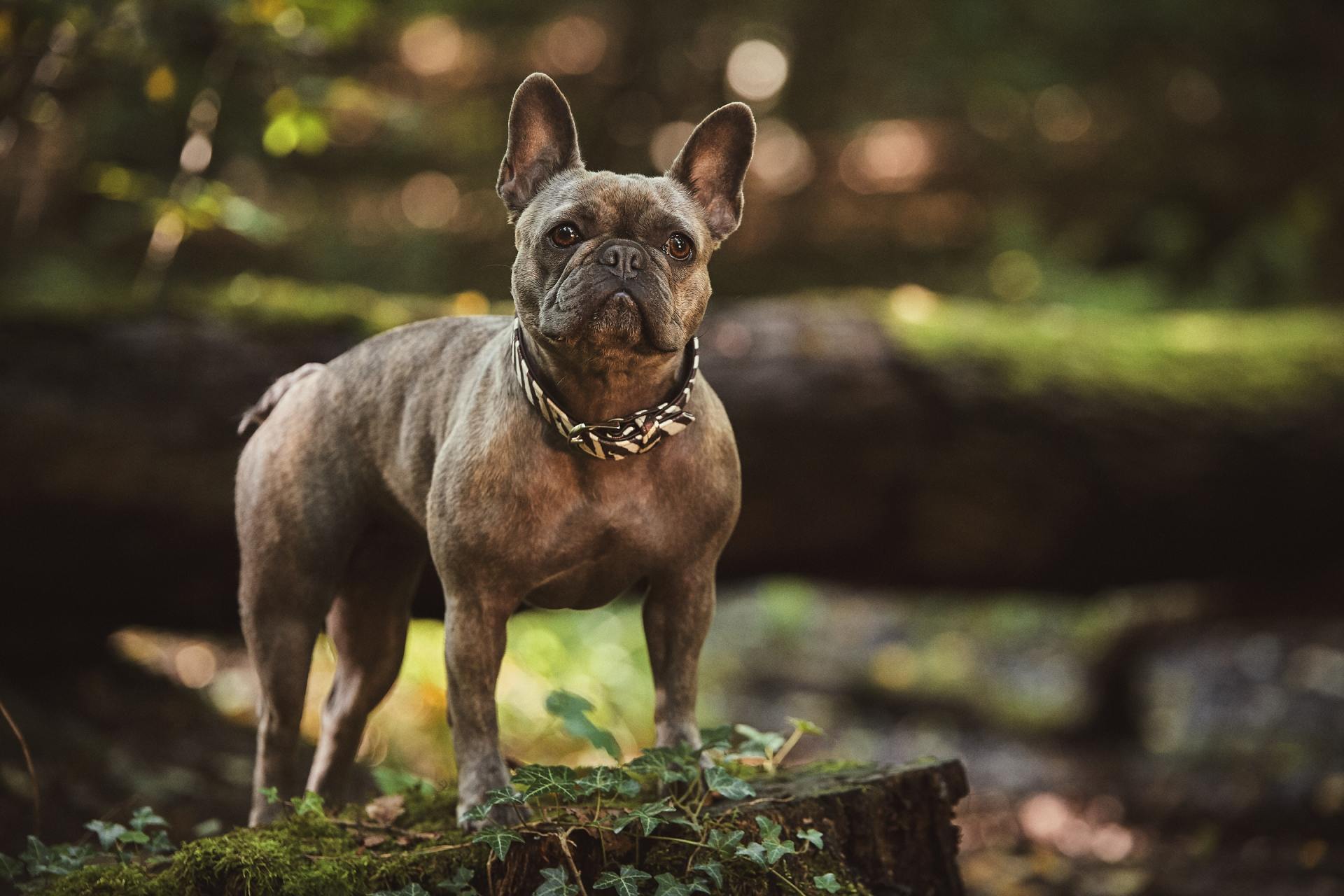 A brown brindle French Bulldog standing alert on a mossy tree stump in a sunlit forest.