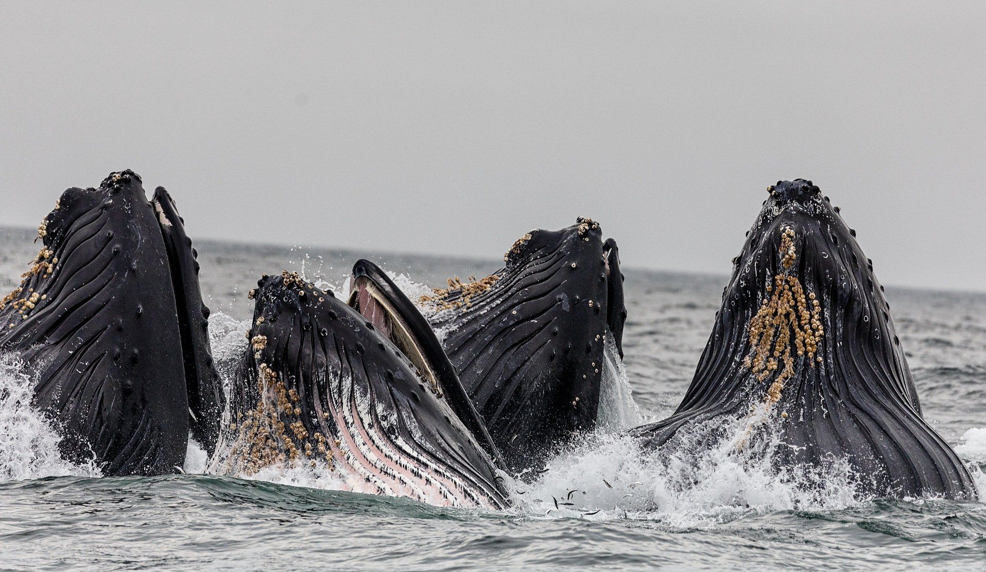 A group of humpback whales are swimming in the ocean.