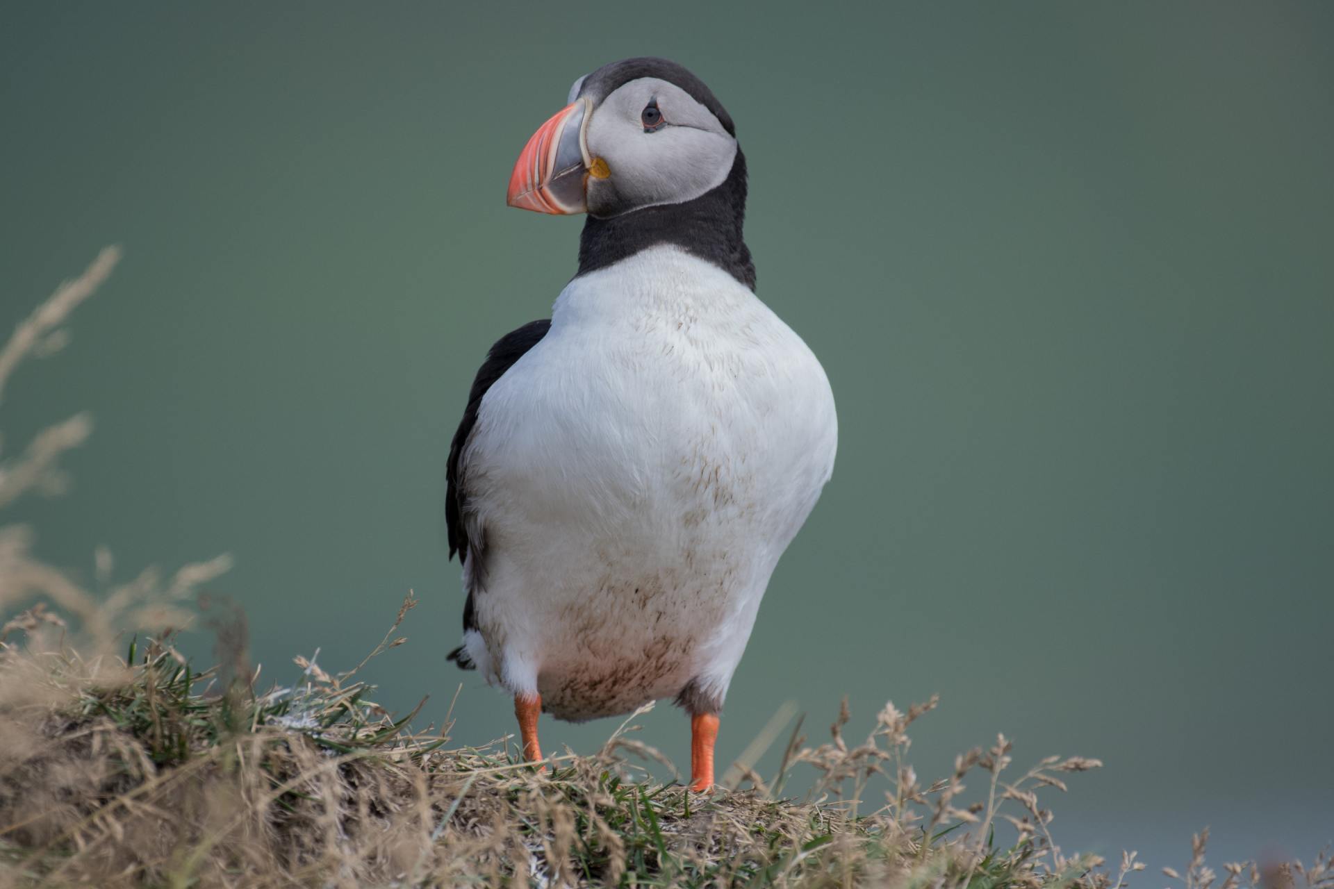 Puffins on the May
