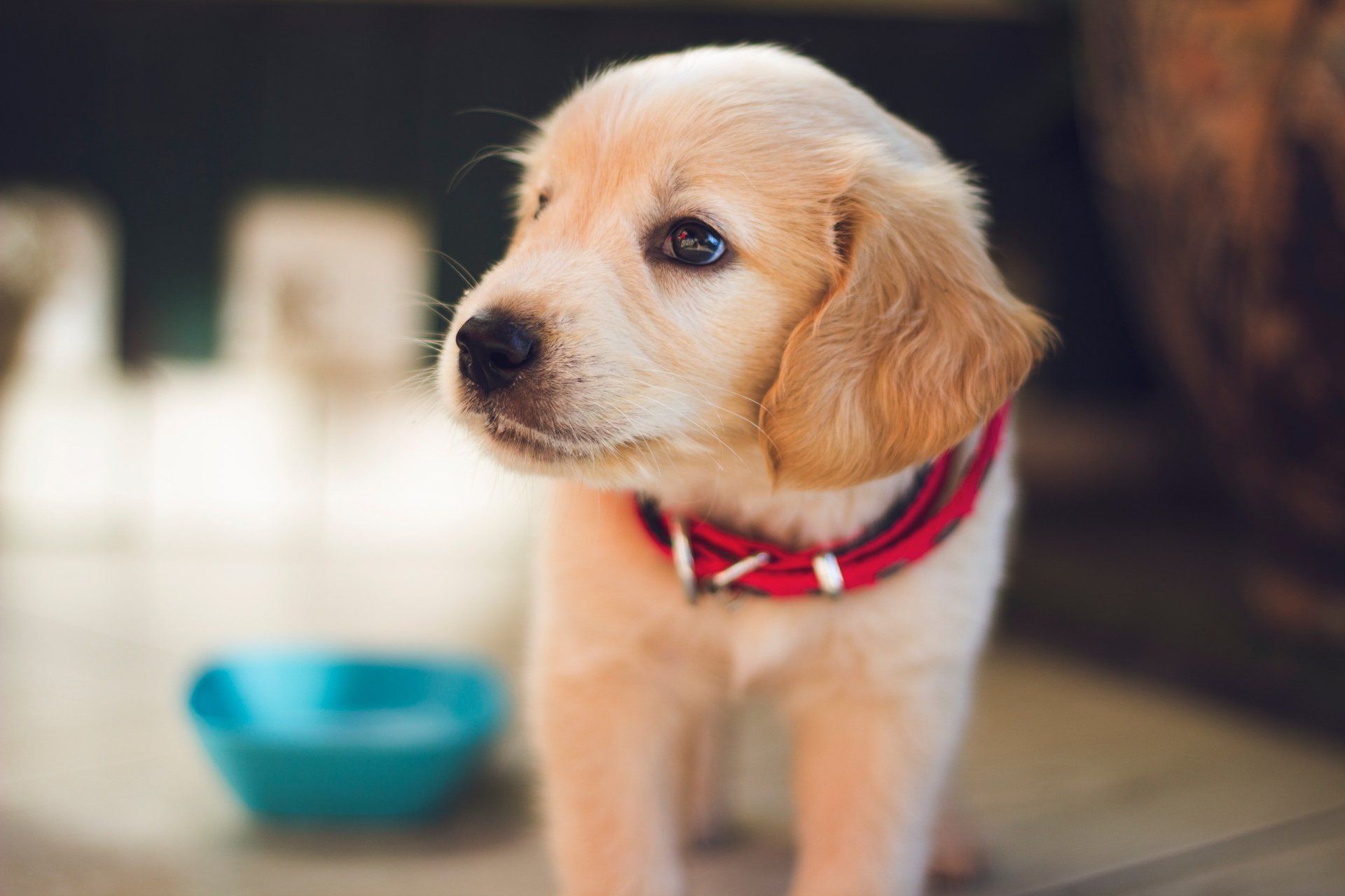 Puppy with pink collar