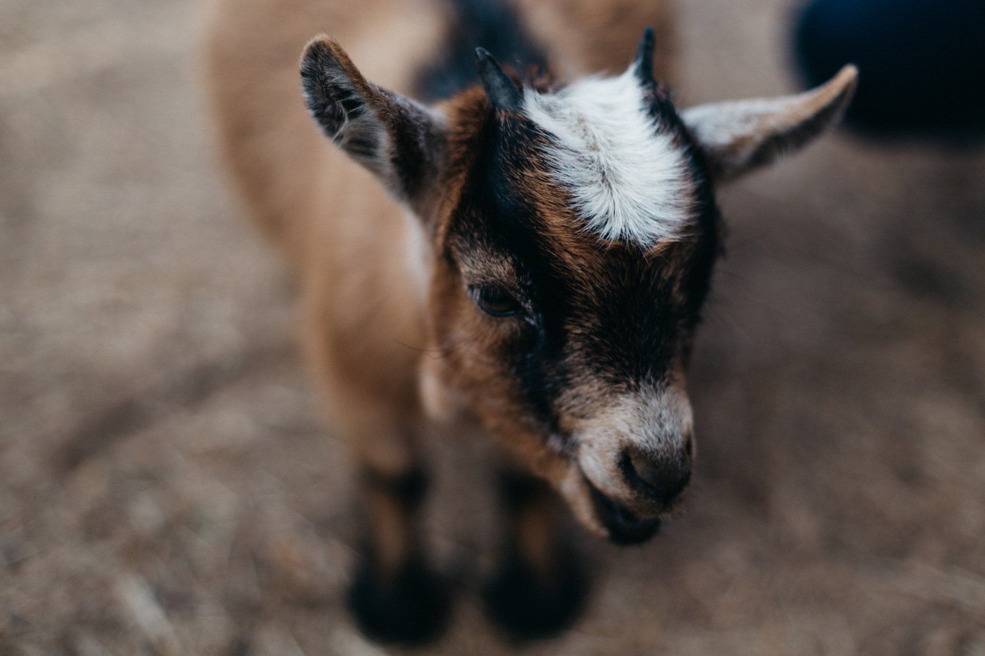 Baby goat
