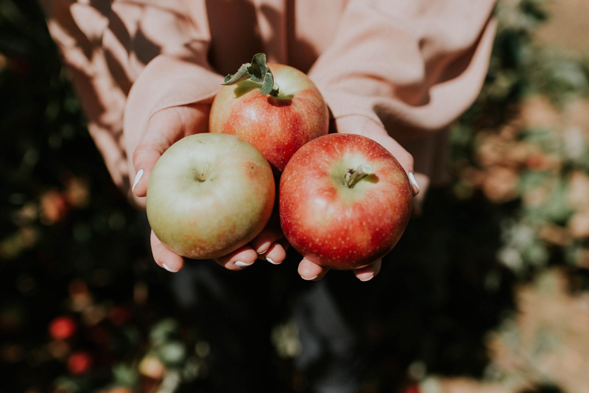 A person is holding three apples in their hands.