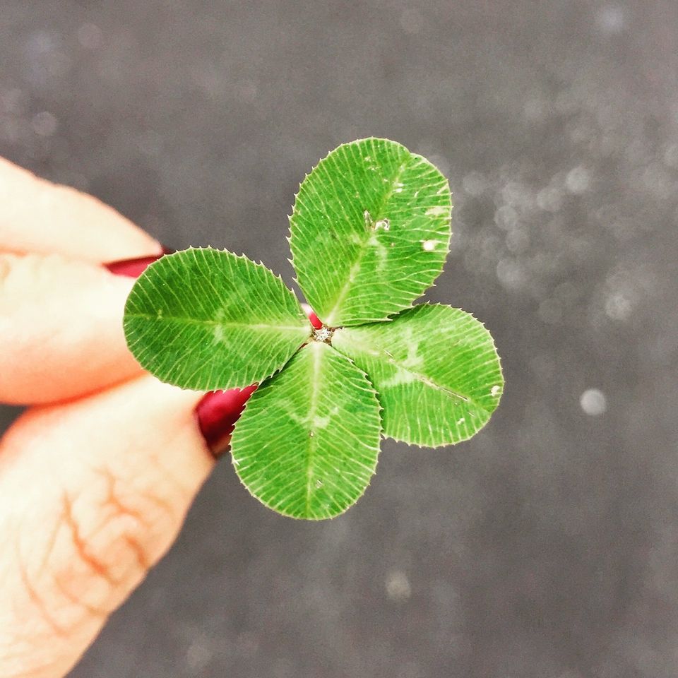 four leaf clover is one symbol of luck