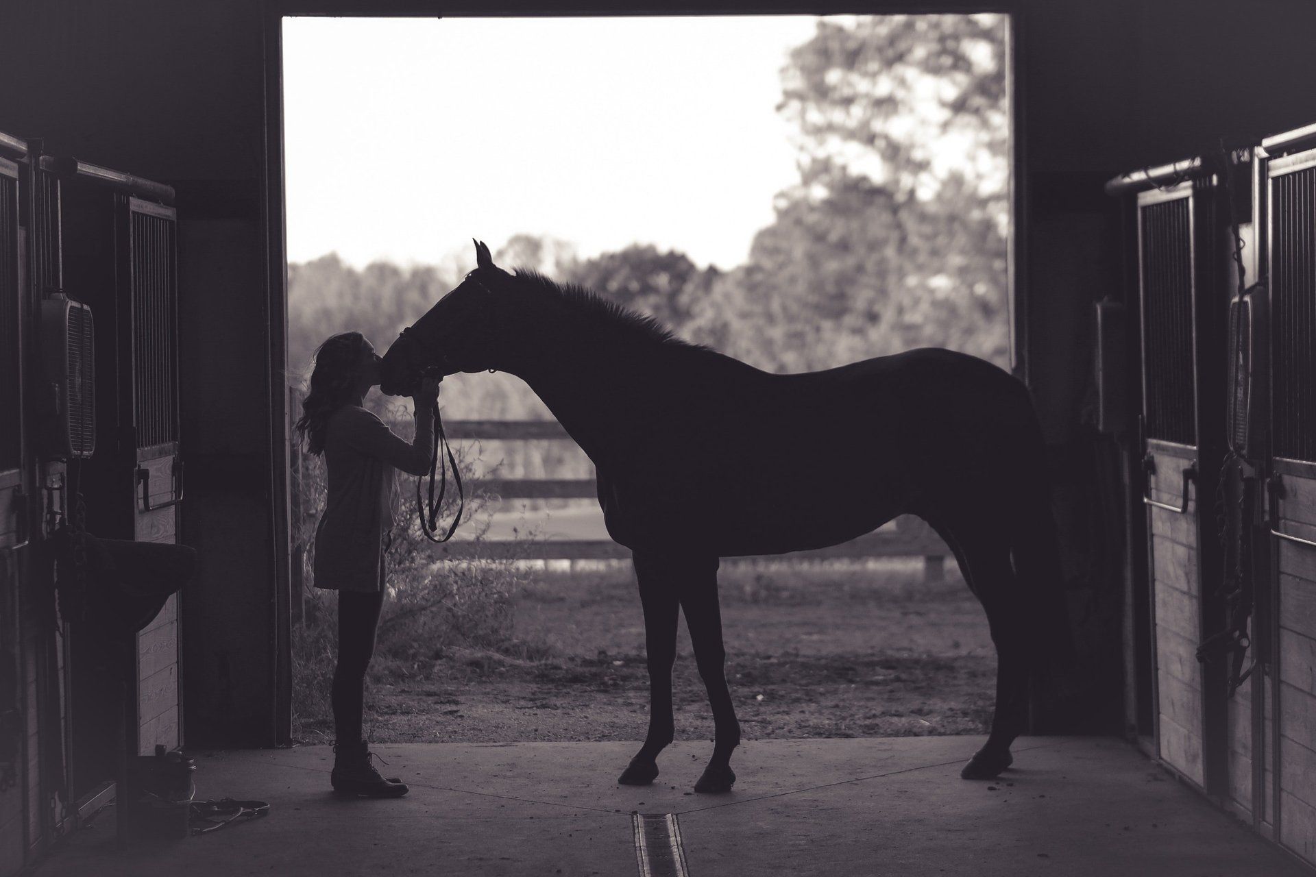 horse oral examination