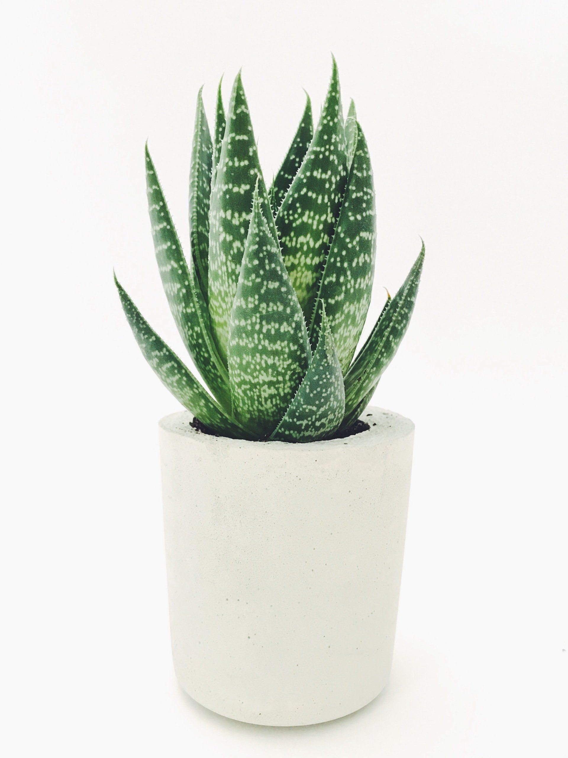 Aloe Vera Plant : Ancient And Modern Benefits For Your Skin