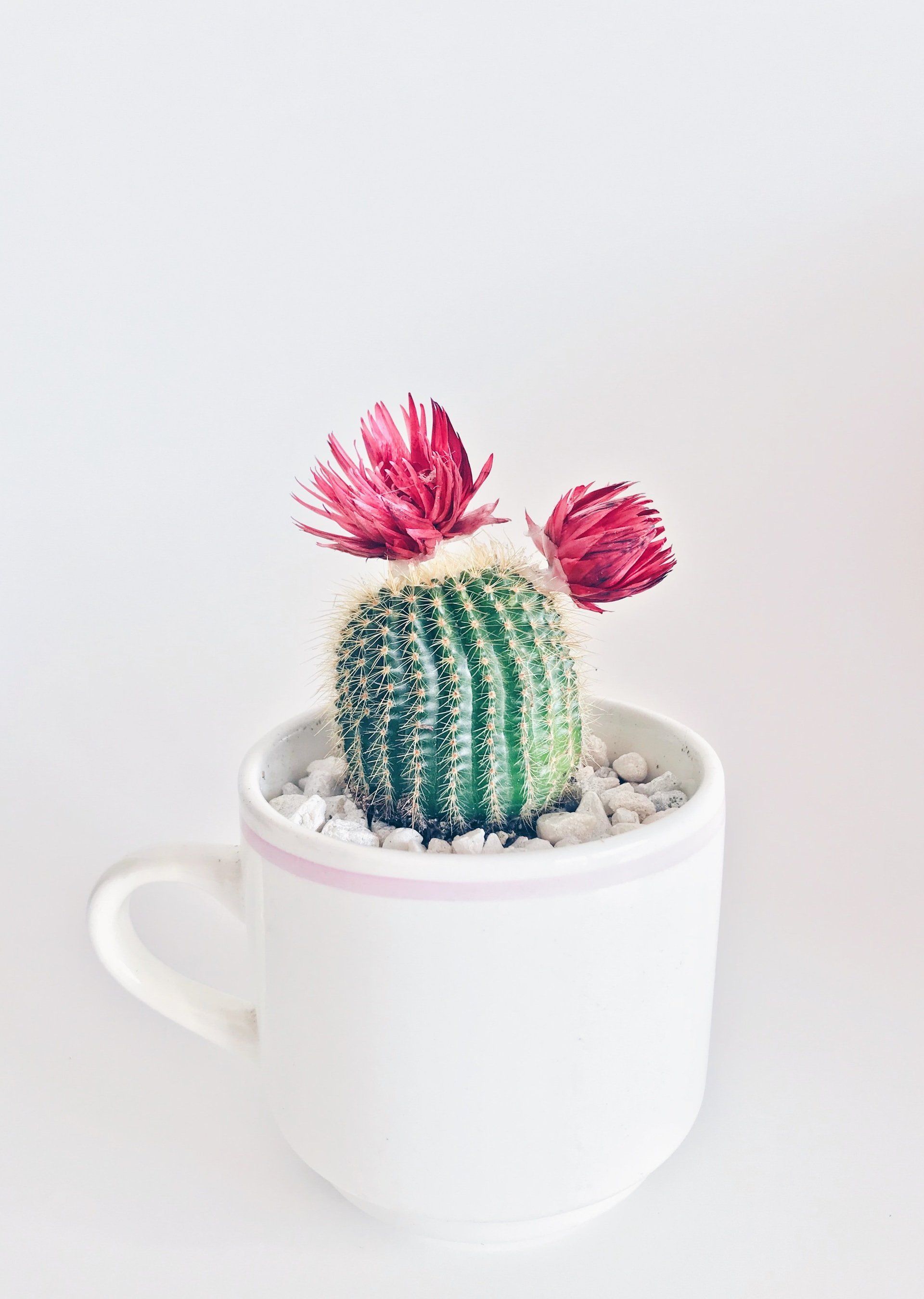 A mini green succulent with pink flowers, planted in a white coffee/tea cup/mug.