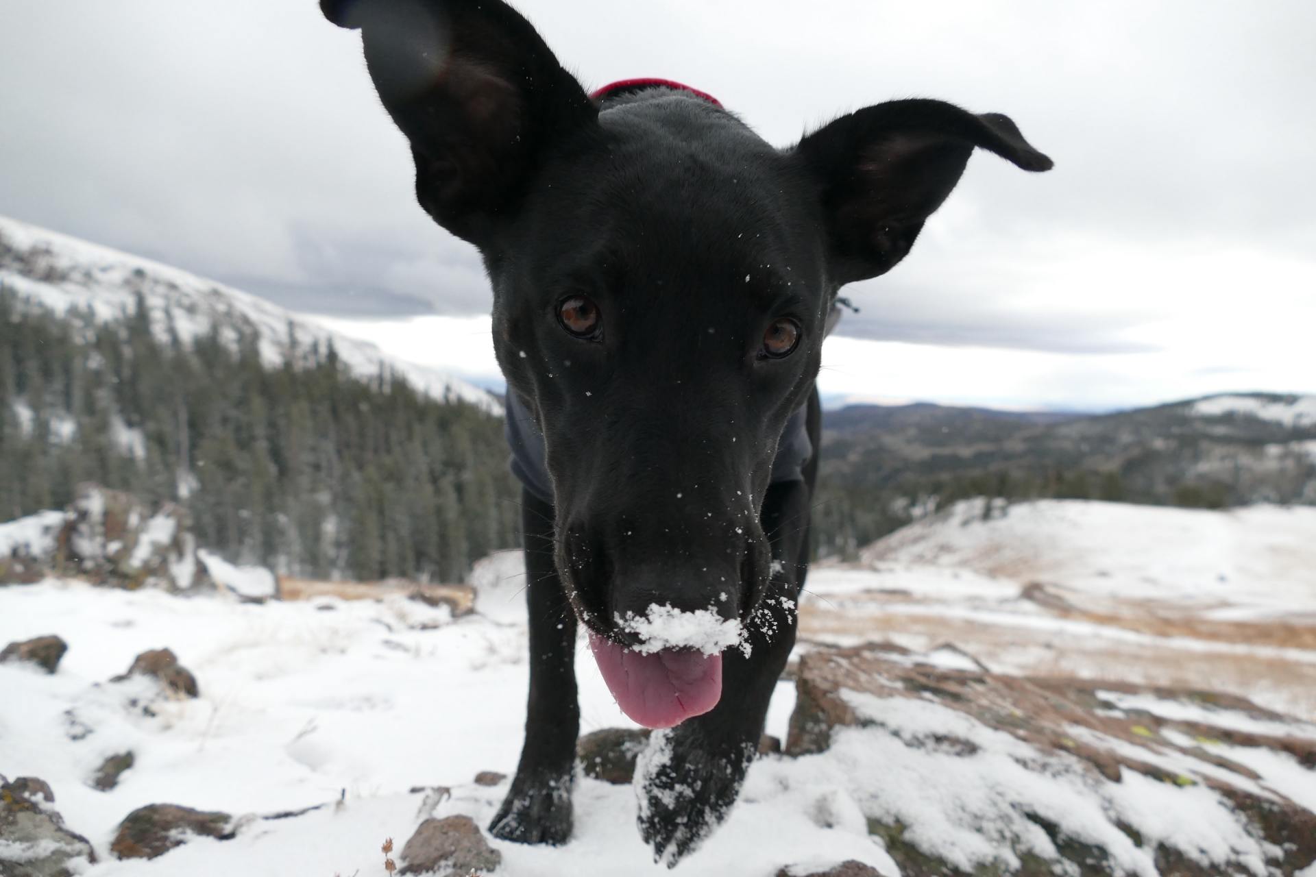 A black dog running toward the camera with snow on his nose