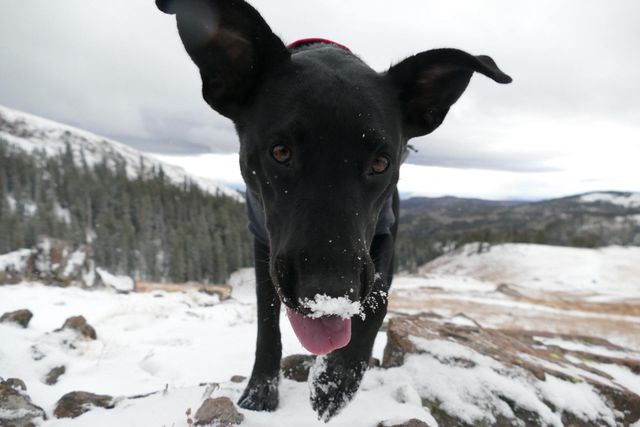 8 Fun and Safe Indoor Activities for Dogs in Daycare During Winter