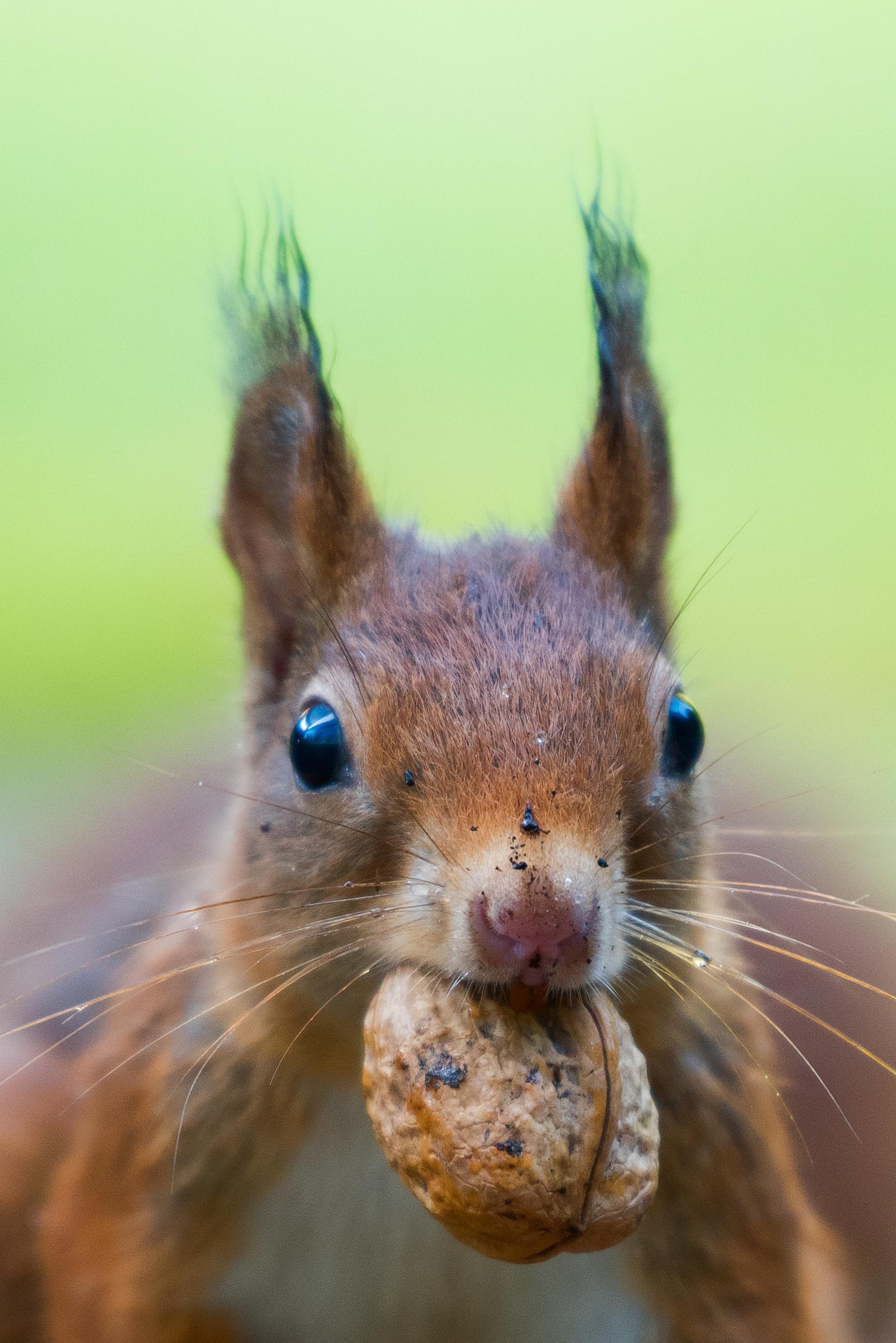 Squirrel Removal from Home