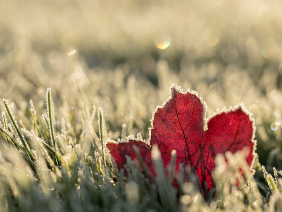 Maple Leaf with Frost