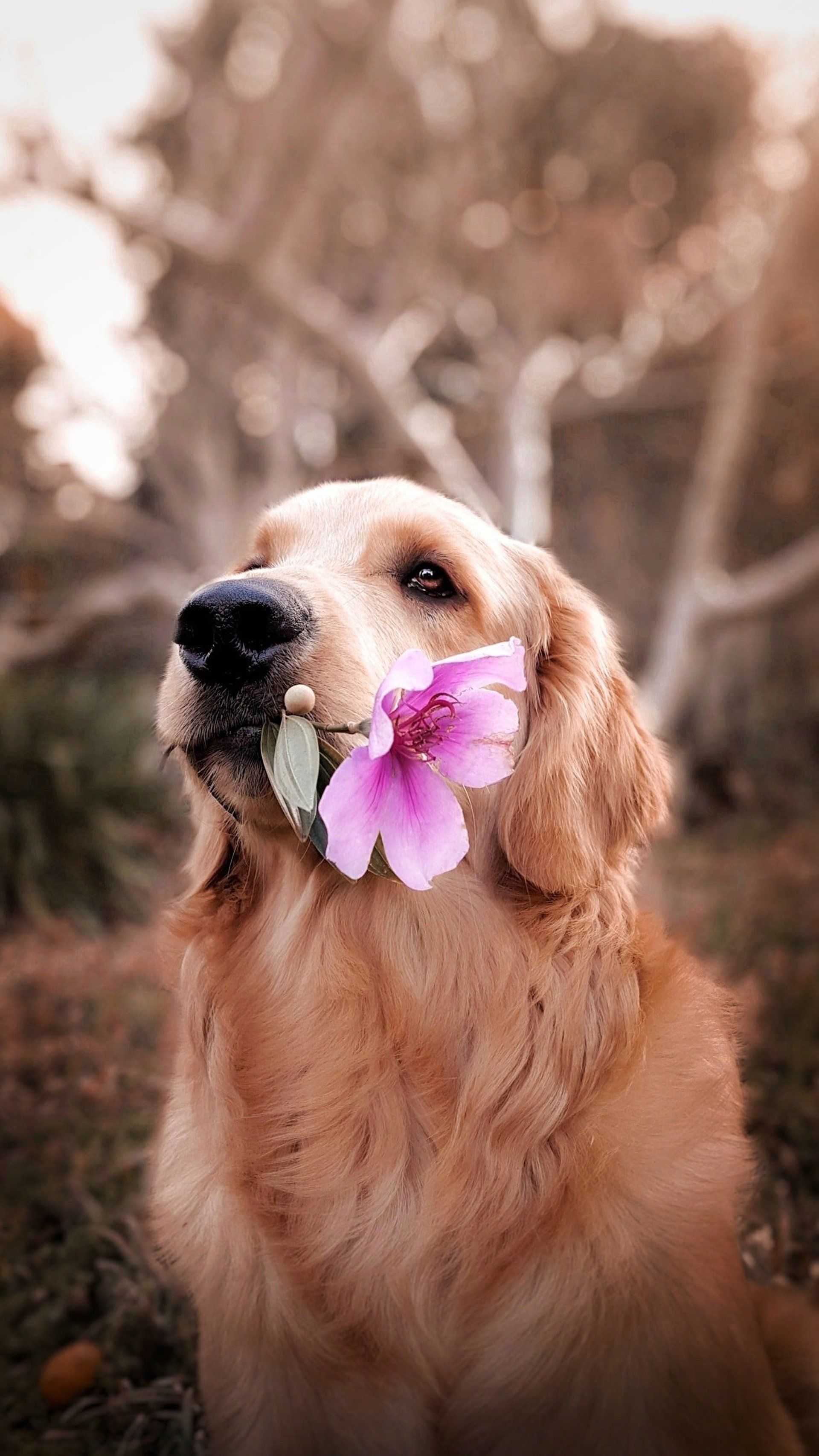 A dog with flower in mouth