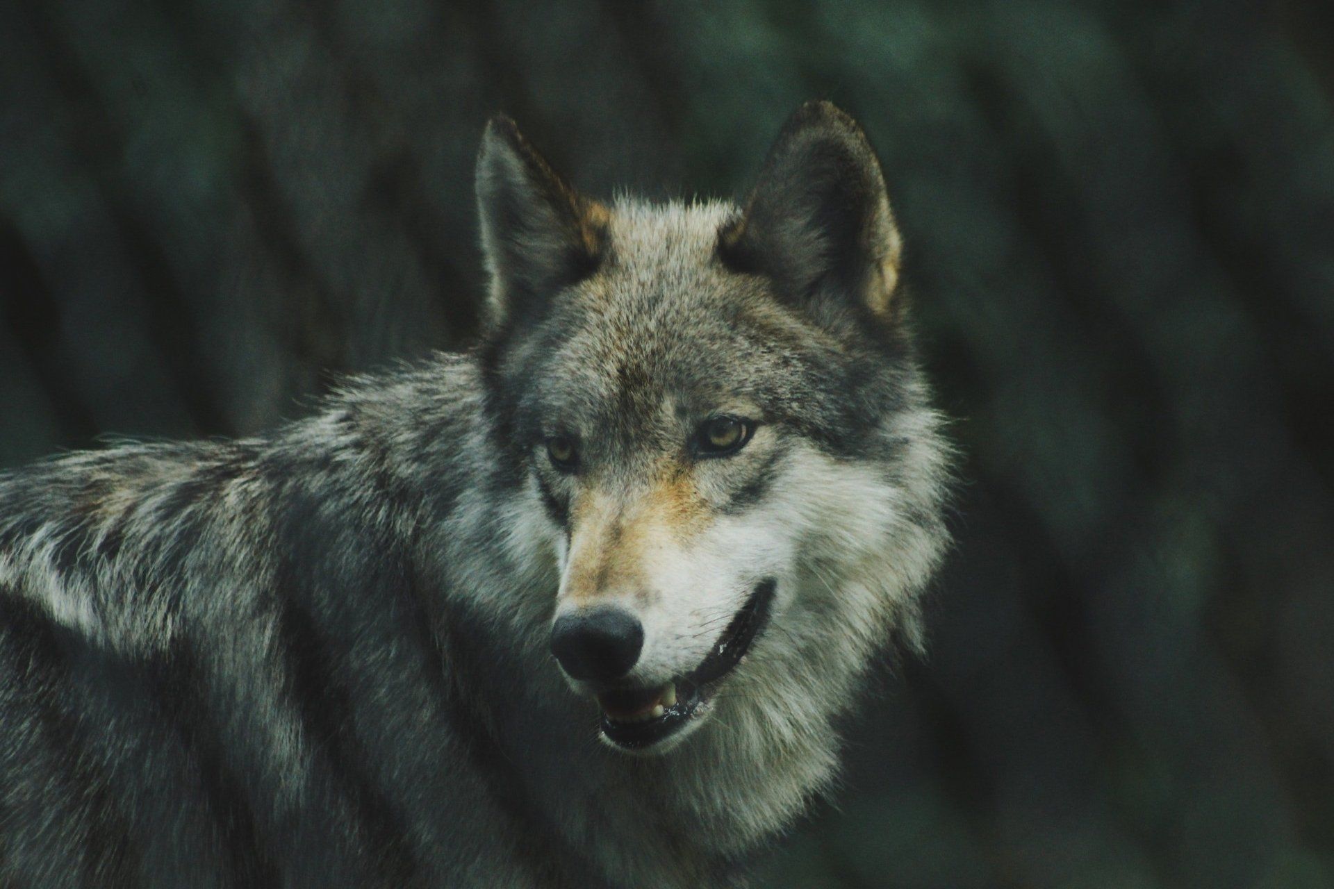 dramatic conflict and the wolf