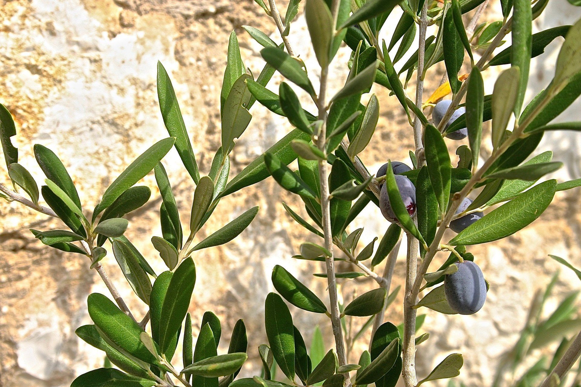 OLIVE BRANCHES