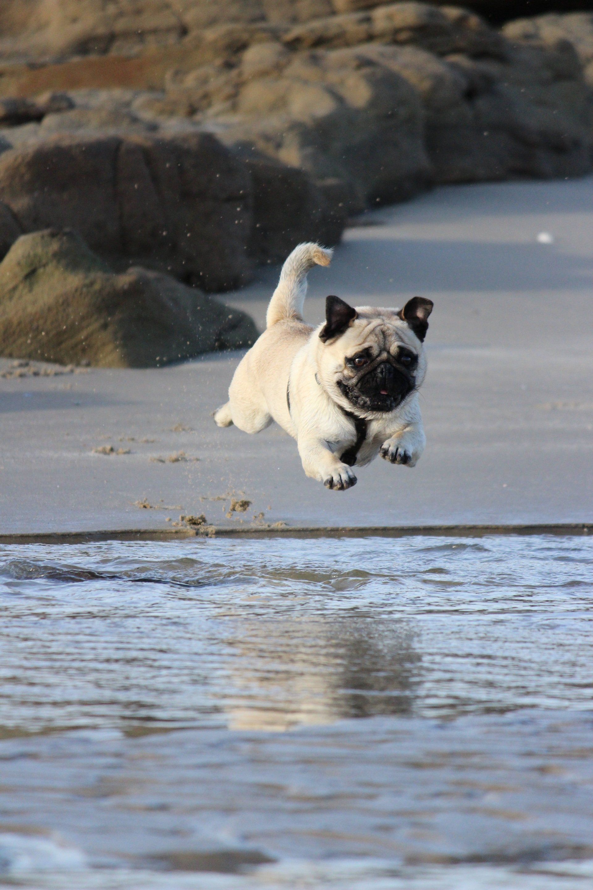 A pug dog is jumping in the air on a beach.