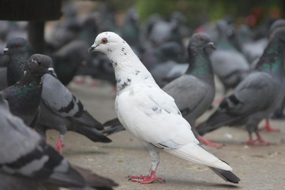 Pest Mortem Pigeon