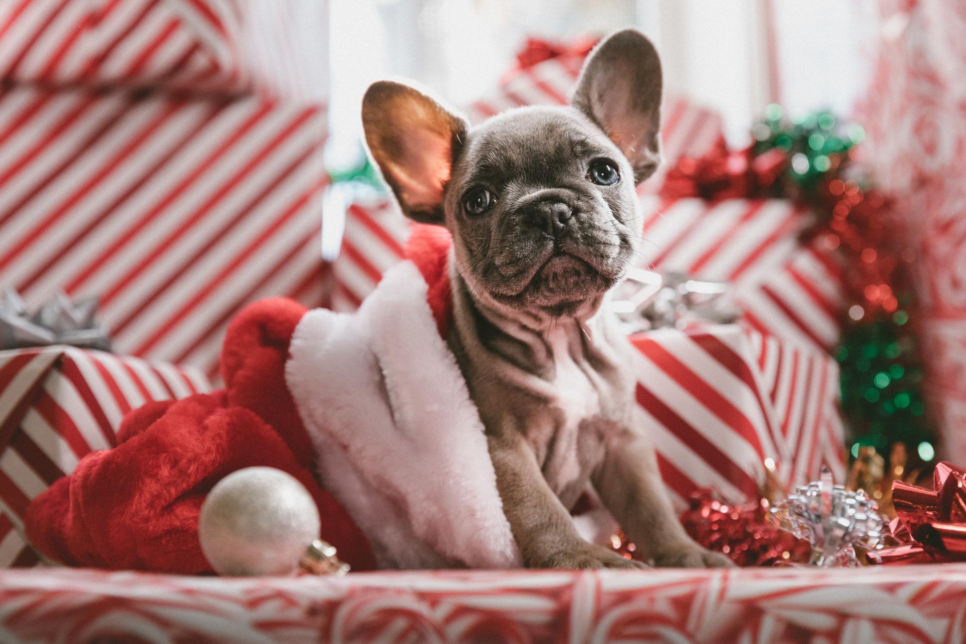 A puppy pug sitting in a Santa Hat surrounded by red and white stripped presents