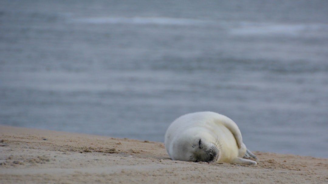 Waddeneilanden hoppen