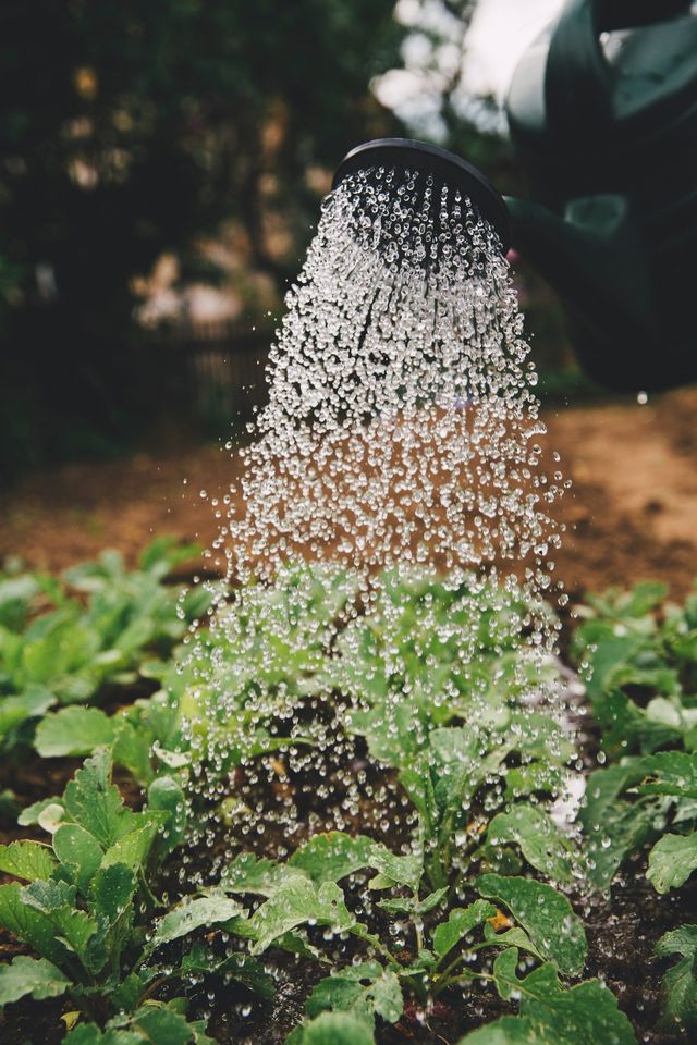 Watering plants - Winning Touch Nursery