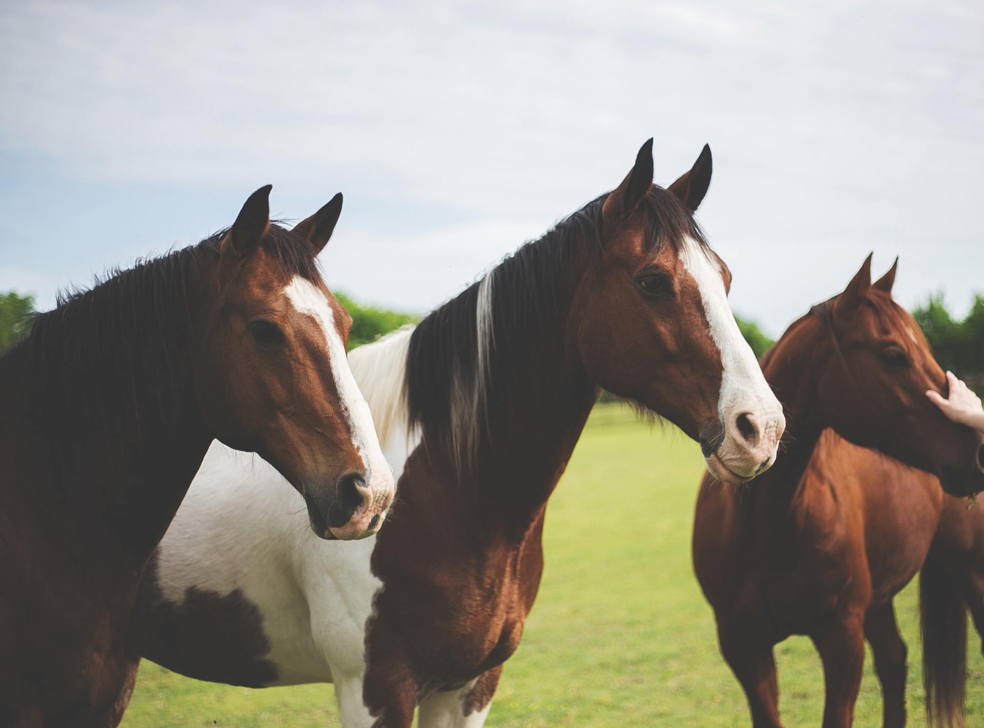 Three horses are standing next to each other in a field.