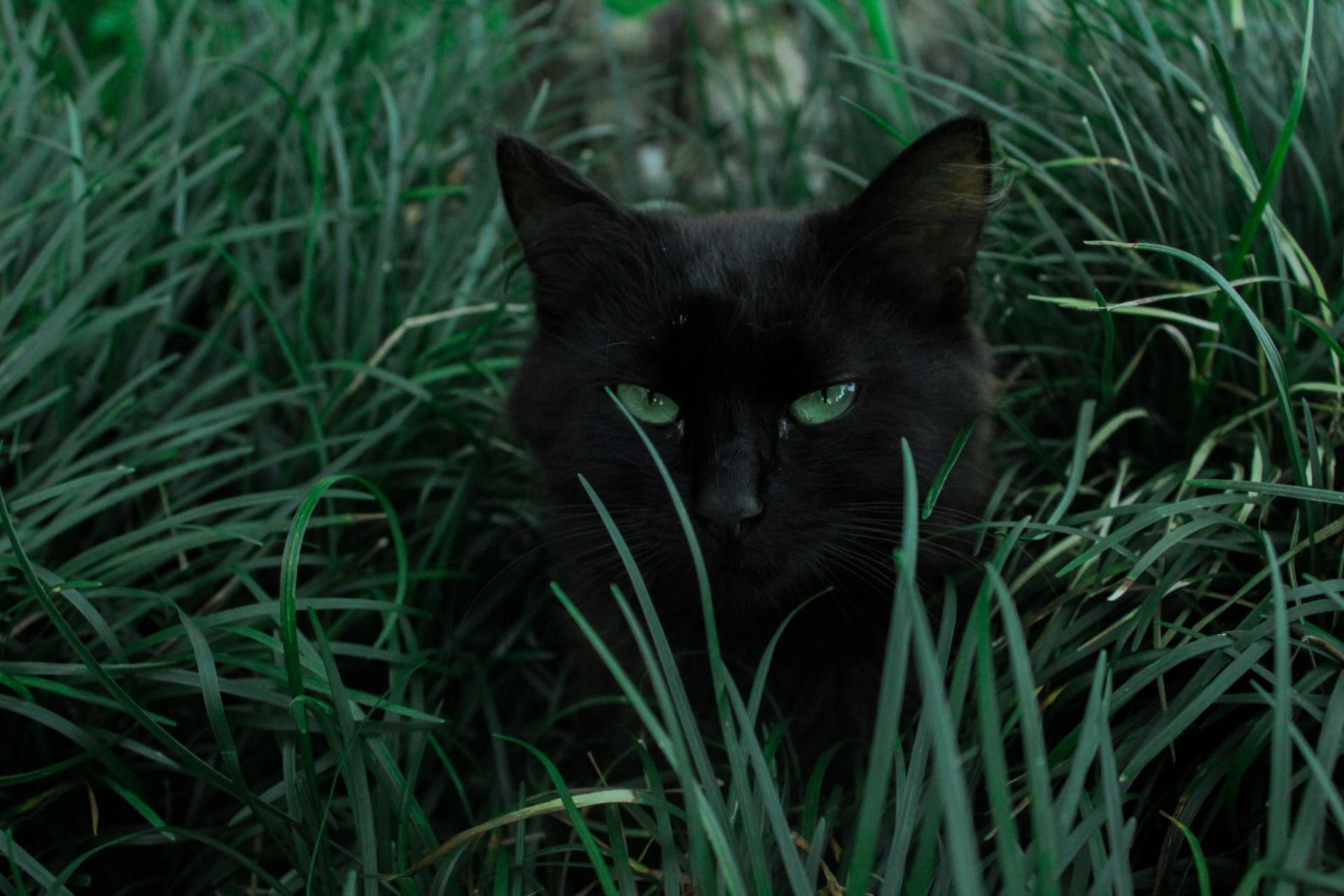 Black-Cat