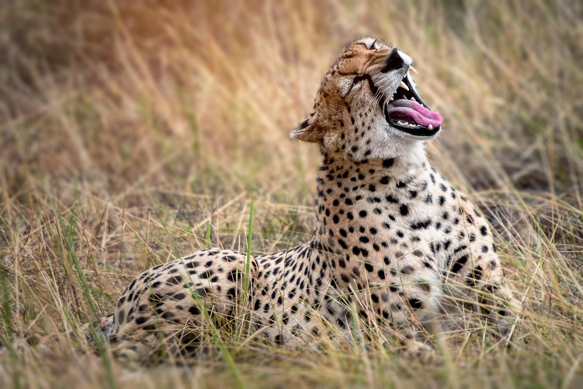 A cheetah is laying in the grass with its tongue out.