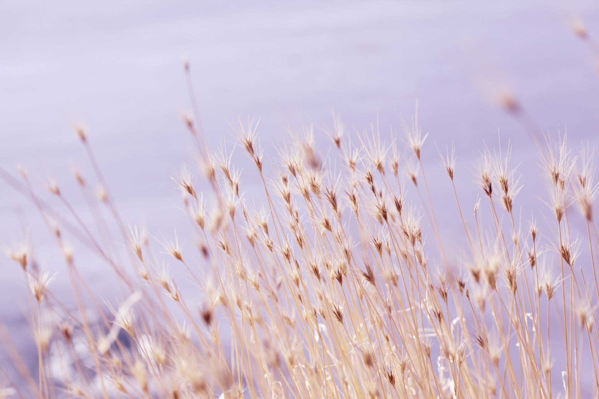 A close up of a field of tall grass with a purple background.