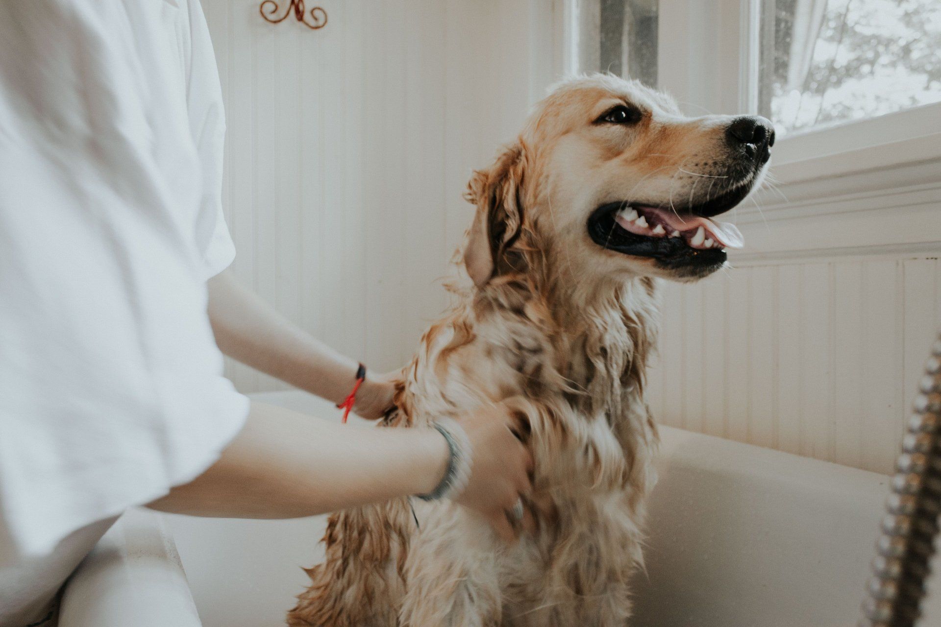 Dog in bath getting scrubbed