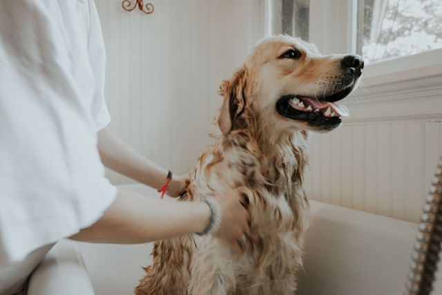 do short haired dogs need baths