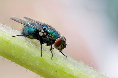 Pest Mortem Fly