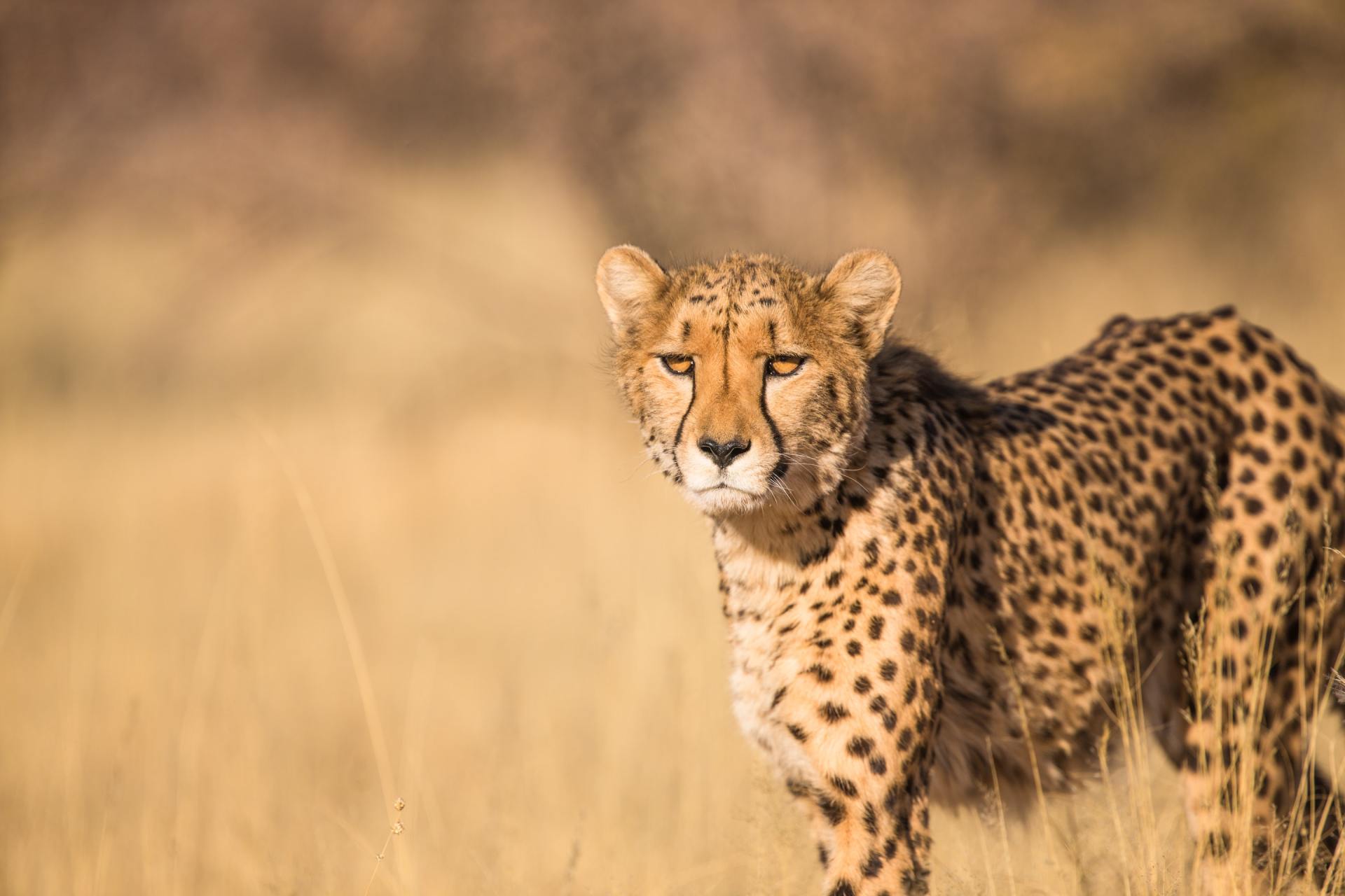 A cheetah is standing in the middle of a field looking at the camera.