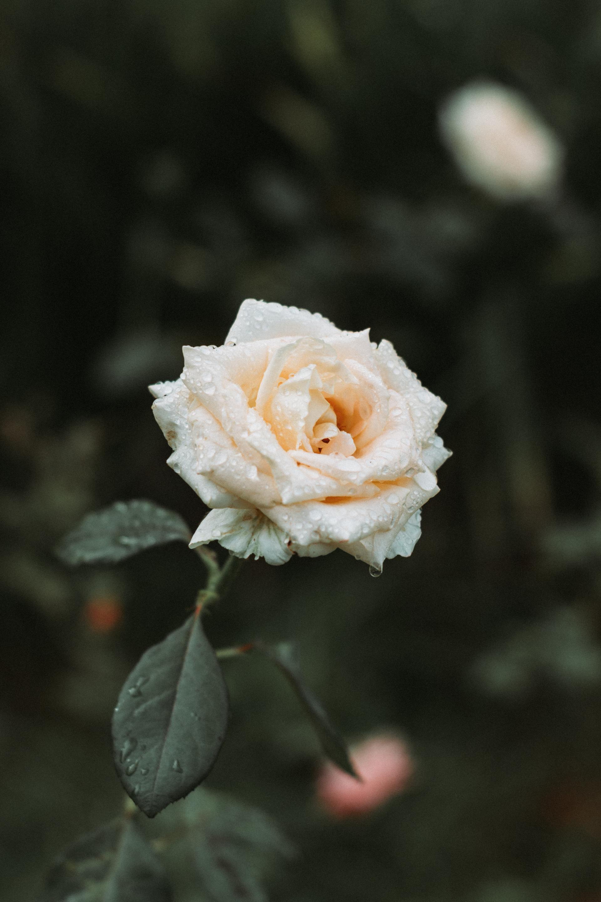 Waters Powell Funeral Home Obituariessupport And Help Search Result - 9p3842u