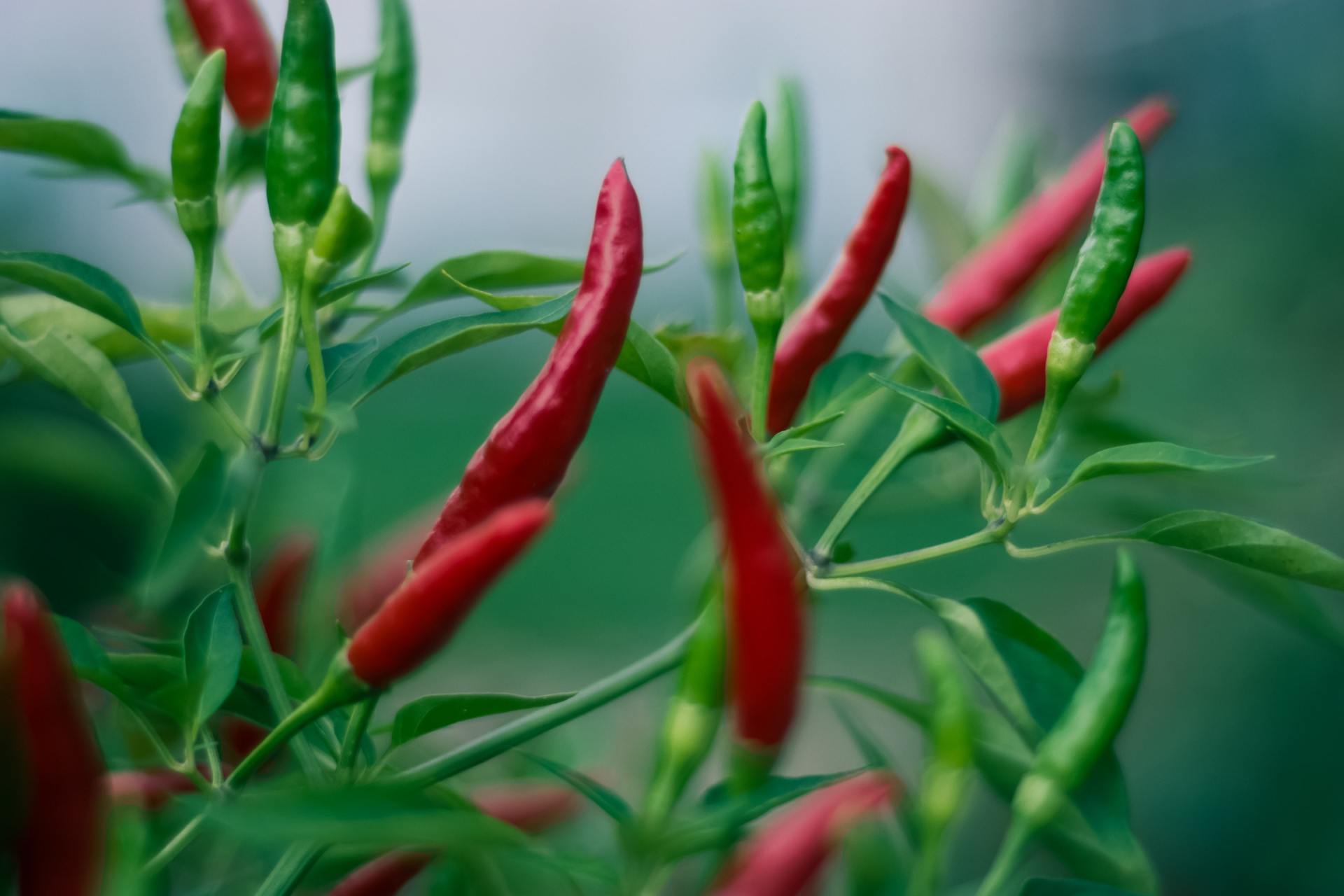 A bunch of red and green peppers growing on a plant.