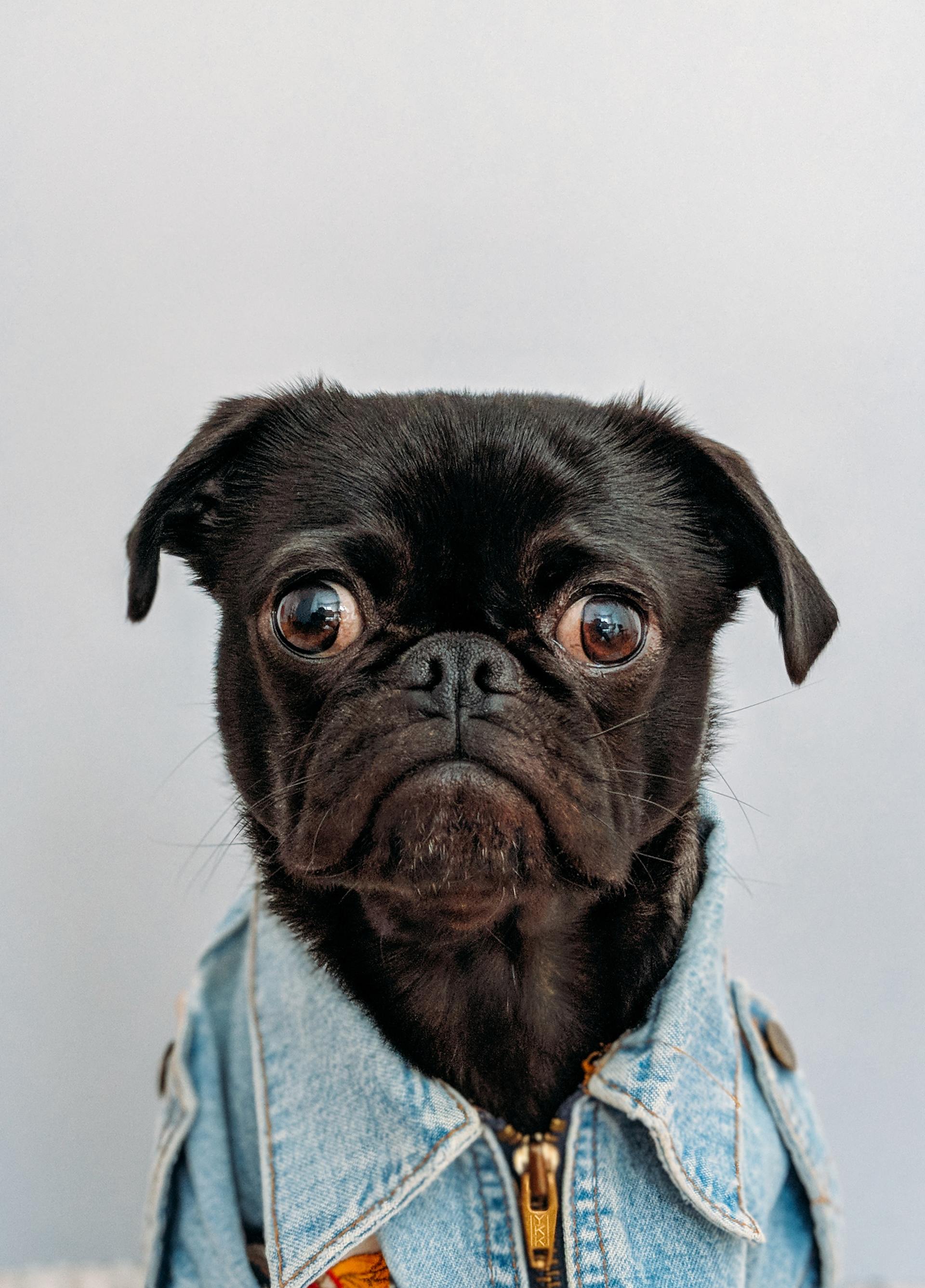 A pug in a blue collared shirt