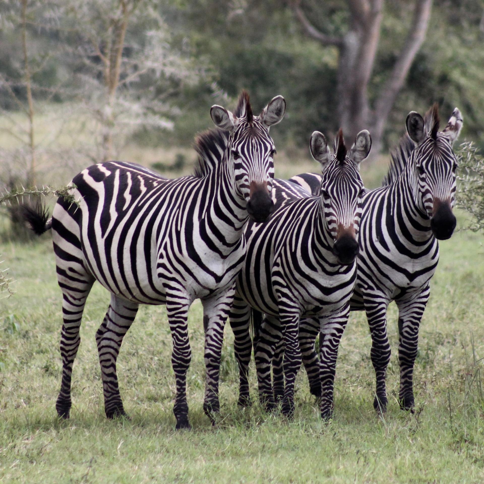 Photograph of a zebra standing in a field of tall grass and looking back at the camera