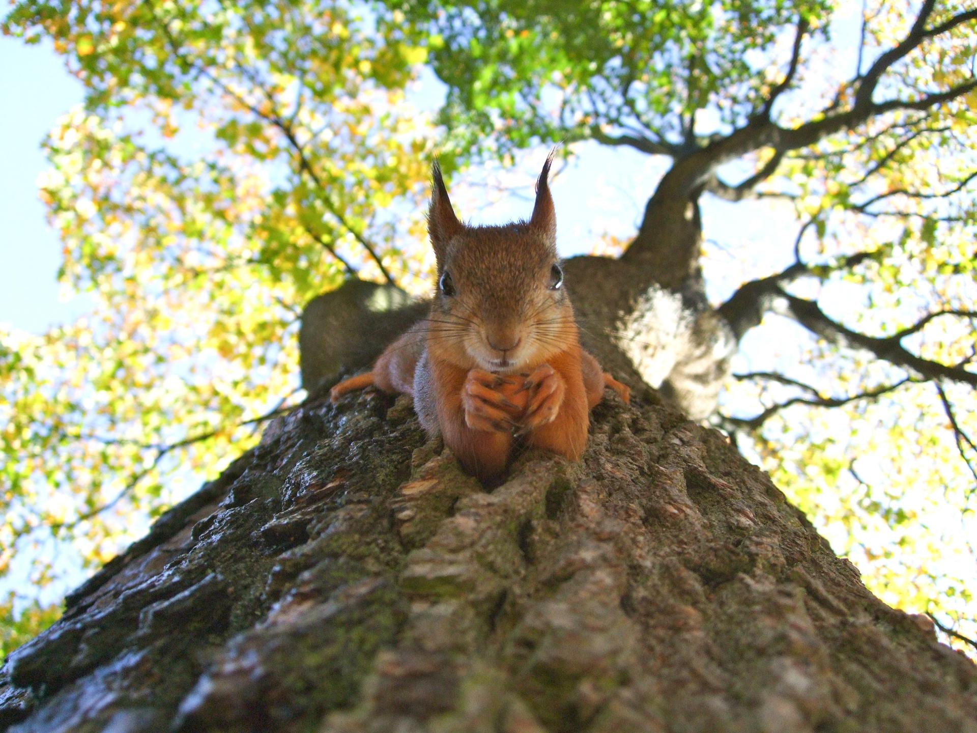 squirrel in a tree