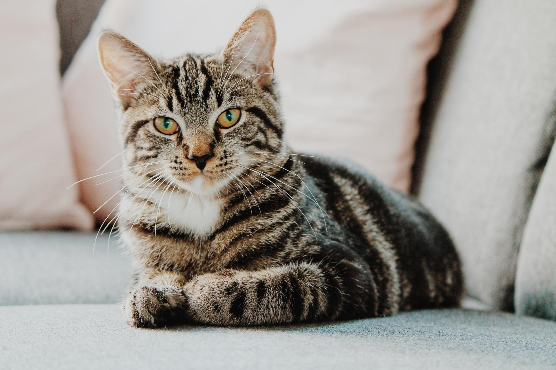 Black and gray cat lying on a couch