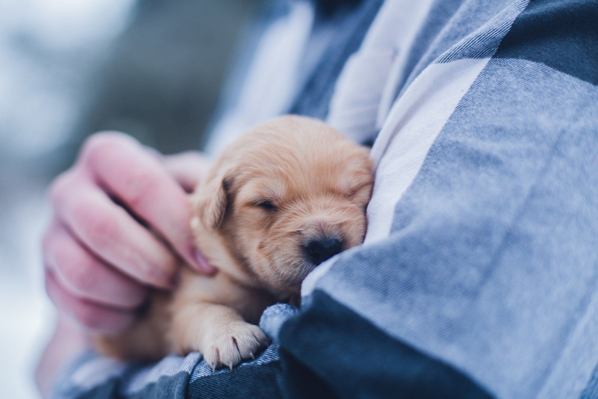 labrador retriever puppy in the arms of the owner