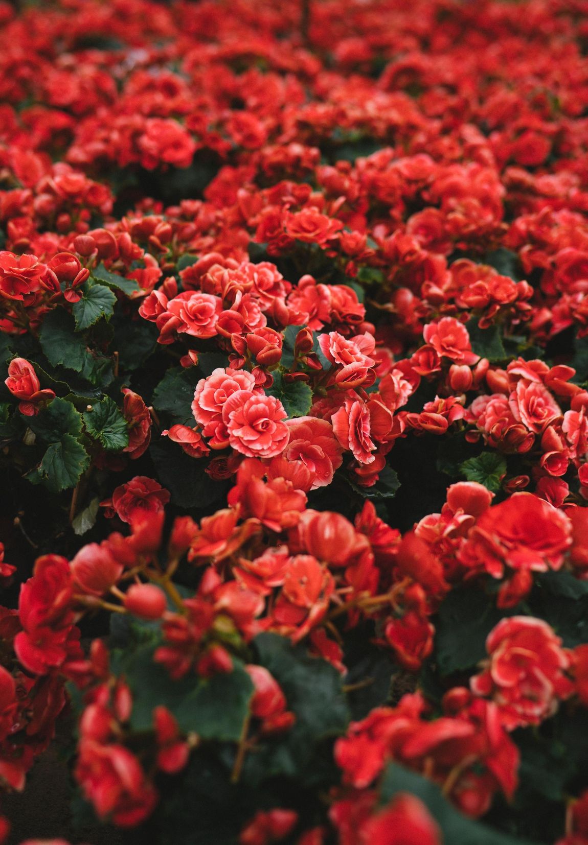 Close up of beautiful red flowers.