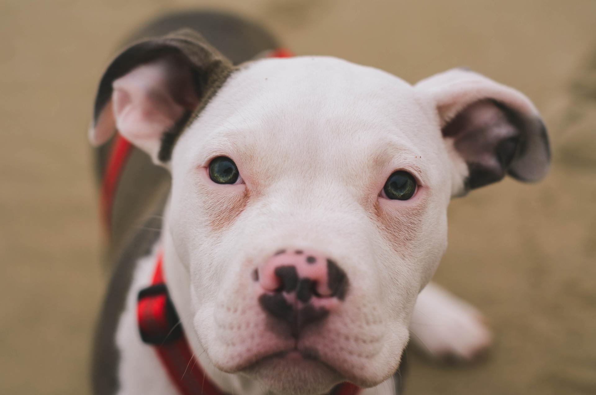 A Pit Bull walking down the street
