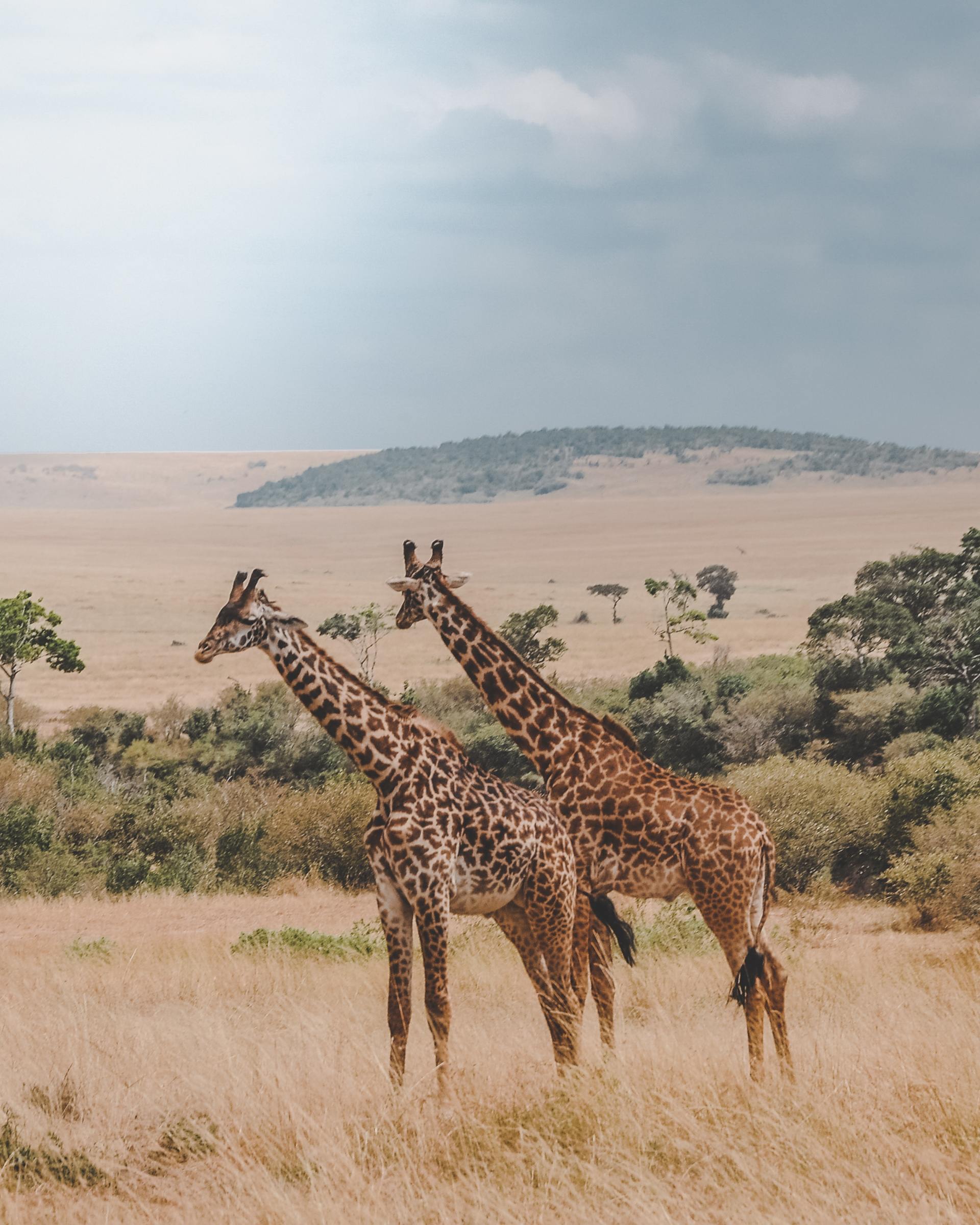 Two giraffes are standing next to each other in a field.