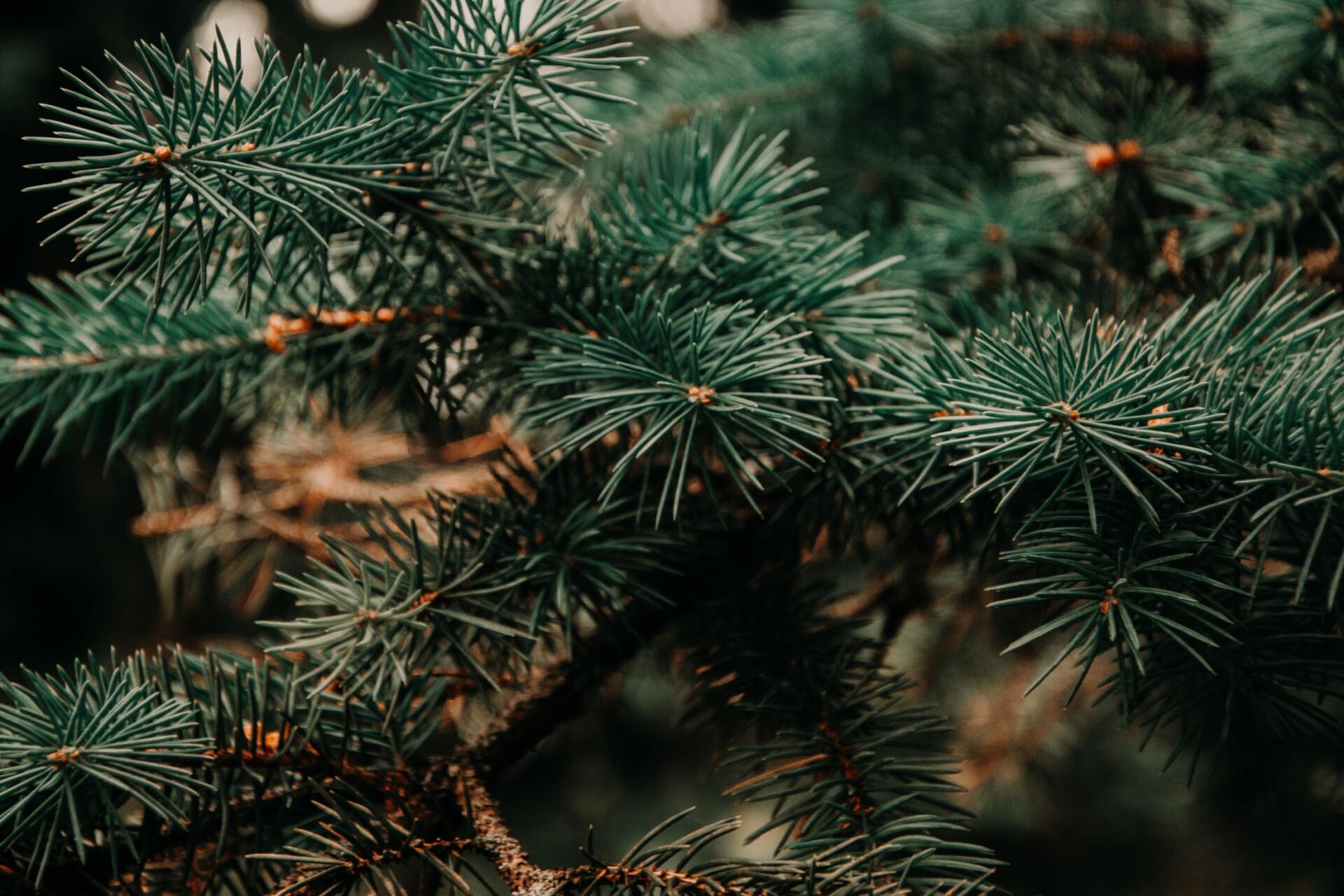 Christmas tree, douglas fir