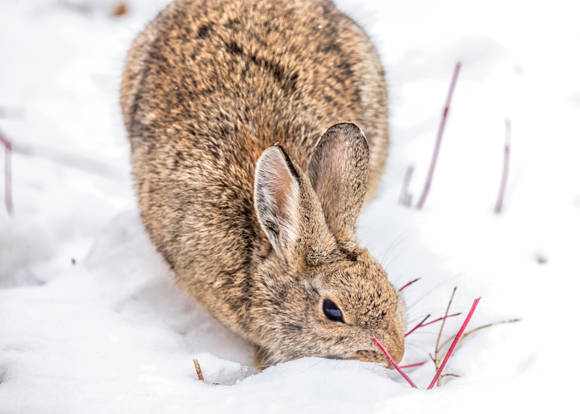rabbit food in winter